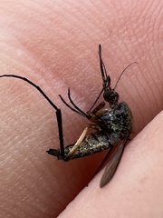 Psorophora cyanescens