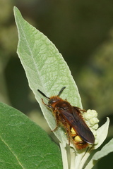 Xanthocampsomeris limosa