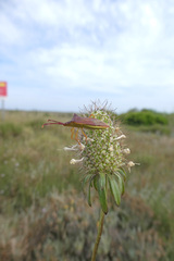 Gonocerus insidiator