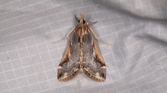 Loxostege albiceralis