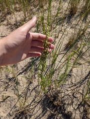 Artemisia campestris