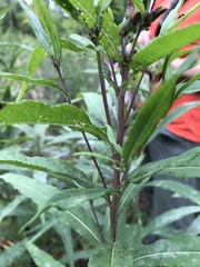 Vernonia fasciculata