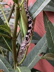 Pantherophis spiloides