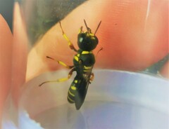 Ectemnius decemmaculatus