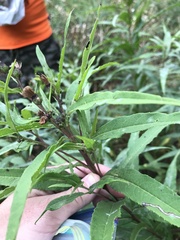 Vernonia fasciculata
