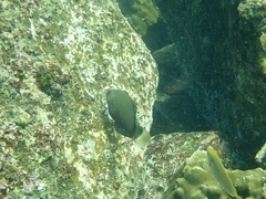 Halichoeres marginatus