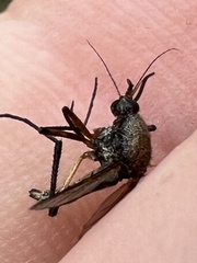 Psorophora cyanescens