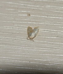 Coelostathma discopunctana