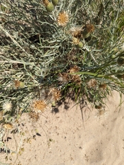 Cirsium pitcheri