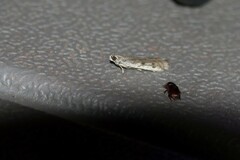 Phycitodes reliquellum