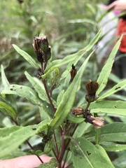 Vernonia fasciculata