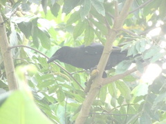 Corvus jamaicensis