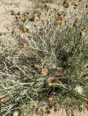 Cirsium pitcheri