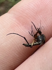 Psorophora cyanescens