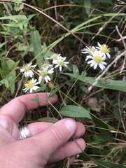 Doellingeria umbellata