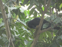 Corvus jamaicensis