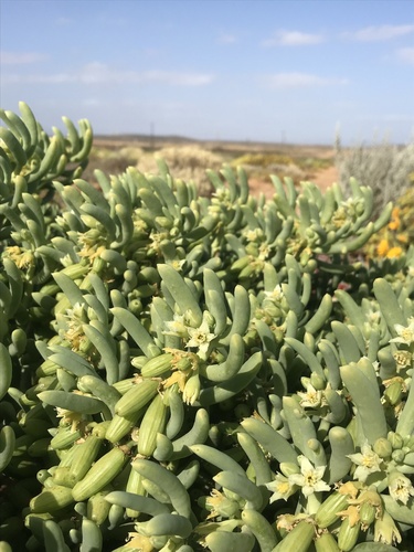 Augea capensis Thunb.