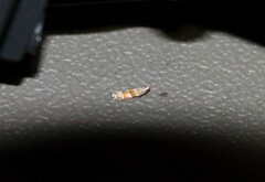 Battaristis vittella