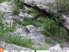 Otospermophilus variegatus variegatus