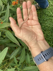 Pantherophis spiloides