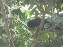 Corvus jamaicensis