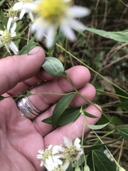 Doellingeria umbellata