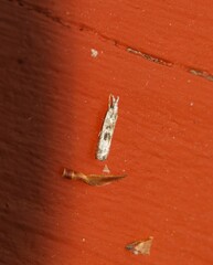 Microcrambus