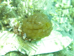 Phallusia mammillata