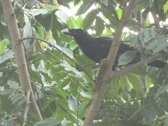Corvus jamaicensis