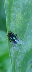 Neomyia