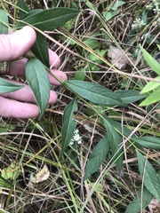 Doellingeria umbellata