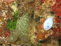 Clavelinidae