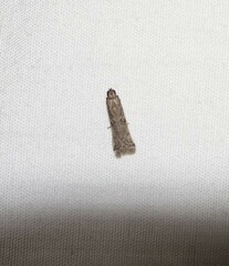 Phycitodes reliquellum