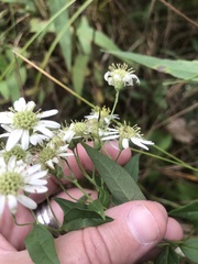 Doellingeria umbellata