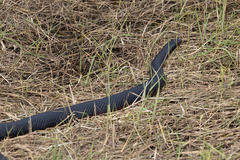 Pseudechis porphyriacus