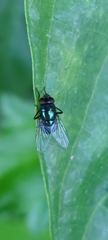 Neomyia