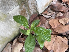 Psychotria nervosa