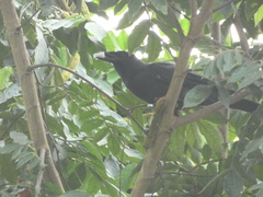Corvus jamaicensis