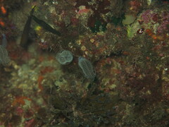 Clavelina