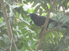 Corvus jamaicensis
