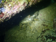 Panulirus homarus