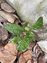 Psychotria nervosa