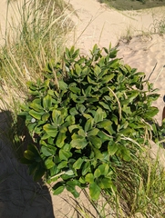 Asclepias syriaca