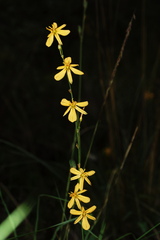 Echeandia flavescens