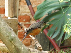 Turdus rufiventris
