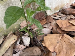 Psychotria nervosa