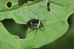 Cosmopepla decorata