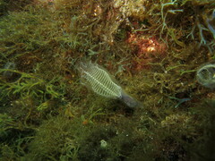 Clavelina