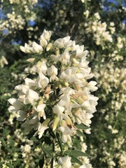 Chamaecytisus prolifer