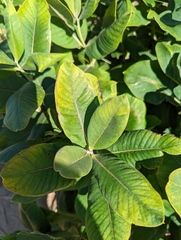 Asclepias syriaca